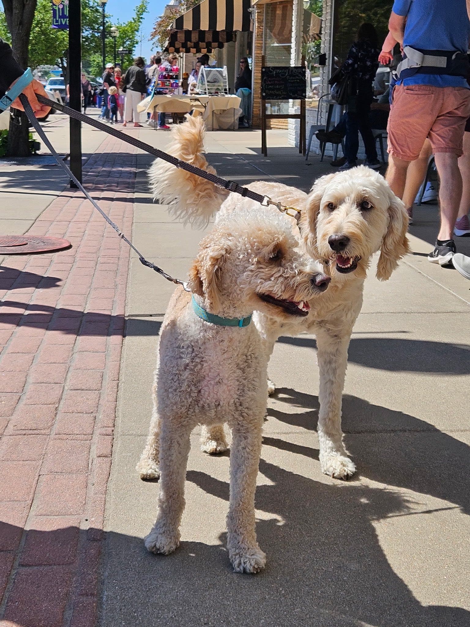 Neighbors gathered outdoors with dogs in Sterling